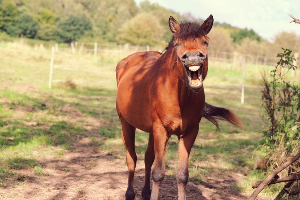 A chestnut horse yawning in a sunlit meadow, showing its teeth