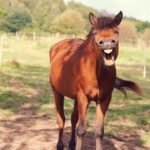 A chestnut horse yawning in a sunlit meadow, showing its teeth