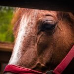 A chestnut horse wearing a red halter standing outdoors