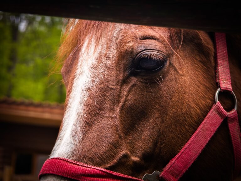 A chestnut horse wearing a red halter standing outdoors