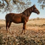 A brown horse standing beneath a tree in an open autumn pasture