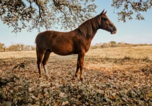 Horse Body Condition Score: How to Assess Your Horse Weight
