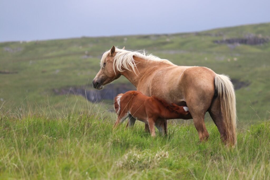 A mare nursing her foal in a green countryside field