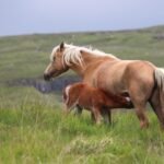 A mare nursing her foal in a green countryside field