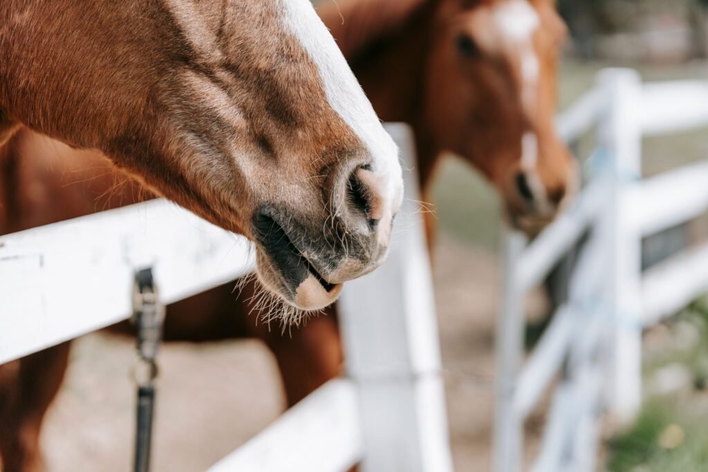 Two brown horses standing close together at a white pasture fence