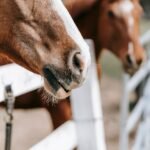 Two brown horses standing close together at a white pasture fence