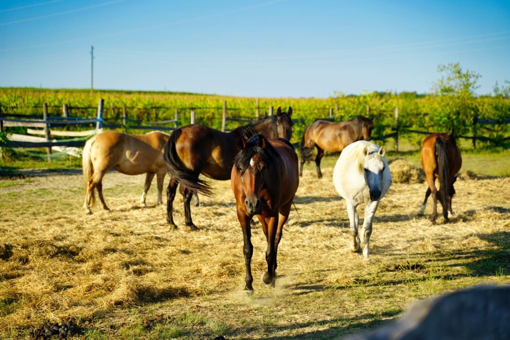 A group of horses grazing in a sunlit field with hay and grass, surrounded by a wooden fence