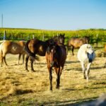 A group of horses grazing in a sunlit field with hay and grass, surrounded by a wooden fence