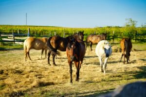 Barefoot vs. Shod: Making the Right Call for Your Horse