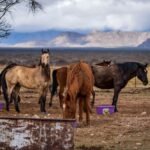 Horses grazing at a rustic mountain farm under a cloudy sky
