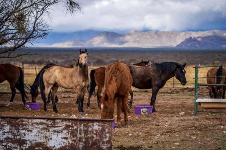 Horses grazing at a rustic mountain farm under a cloudy sky