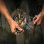 A farrier fitting a horseshoe to a horse hoof using hand tools