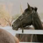 A black horse standing in a farm corral