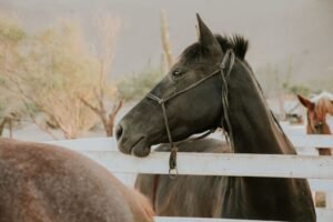 How Much Does a Horse Cost to Buy?