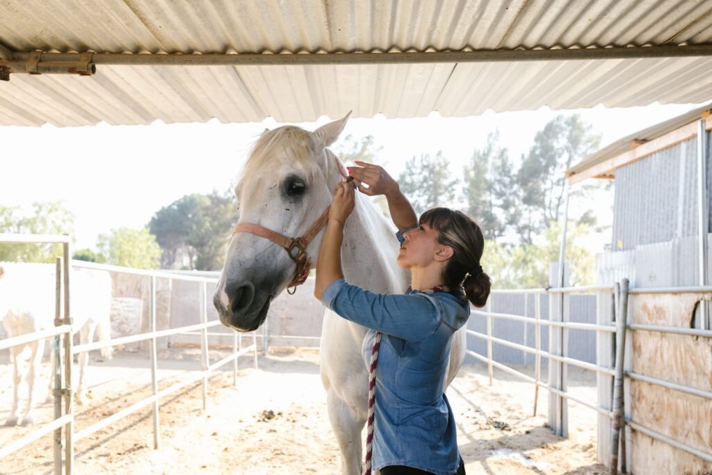 A woman grooming a white horse in a sunlit stable