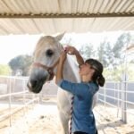 A woman grooming a white horse in a sunlit stable
