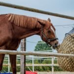 A brown horse eating hay from a slow-feed net in a paddock