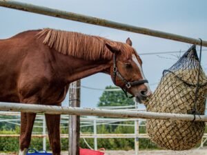 How Much Should My Horse Actually Eat?