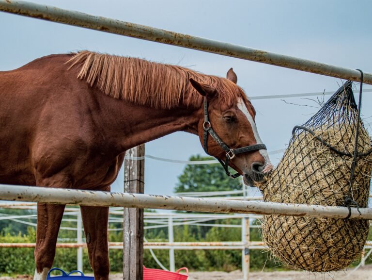 A brown horse eating hay from a slow-feed net in a paddock