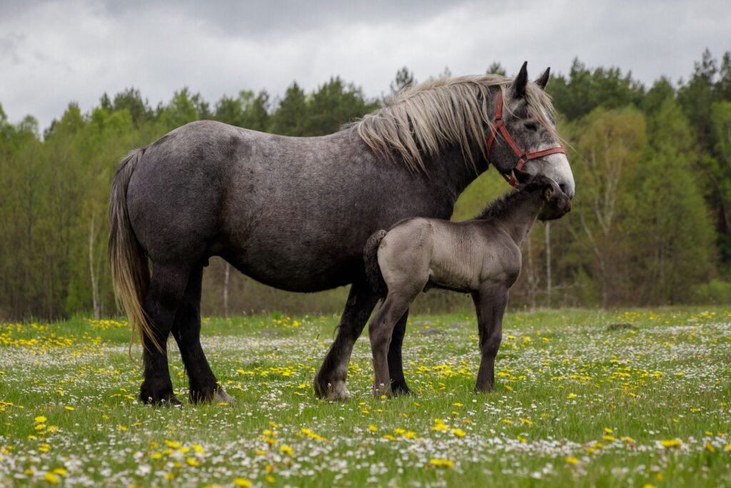 A mare and her foal standing in a spring meadow of wildflowers