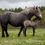 A mare and her foal standing in a spring meadow of wildflowers