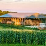 Hay bales in a Minnesota farm field at sunset