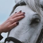 A woman hand resting gently on a white horse