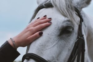 How to Choose an Equine Chiropractor or Bodyworker