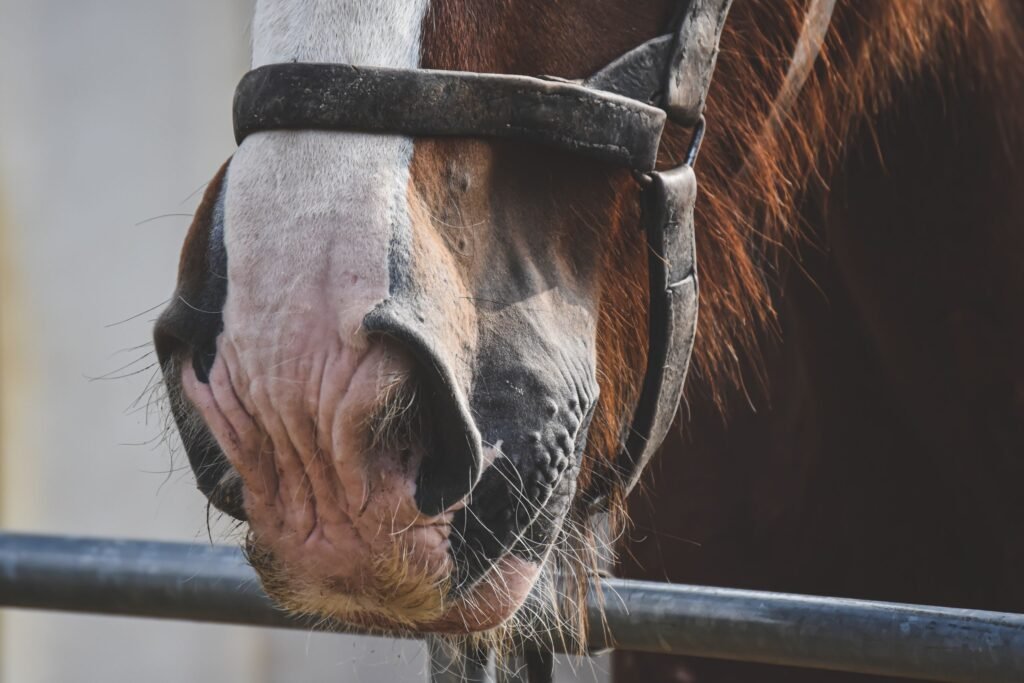 Close-up of a horse muzzle and halter inside a stable