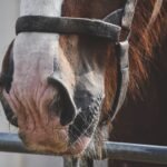 Close-up of a horse muzzle and halter inside a stable