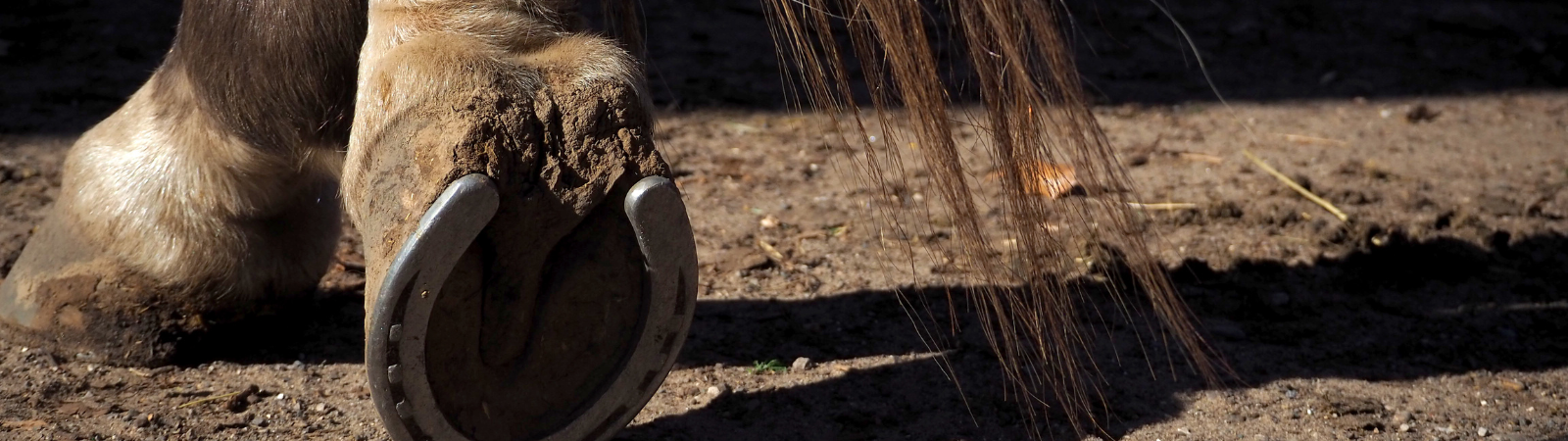 A horse being cared for (farrier, vet, or grooming) to reinforce "services"