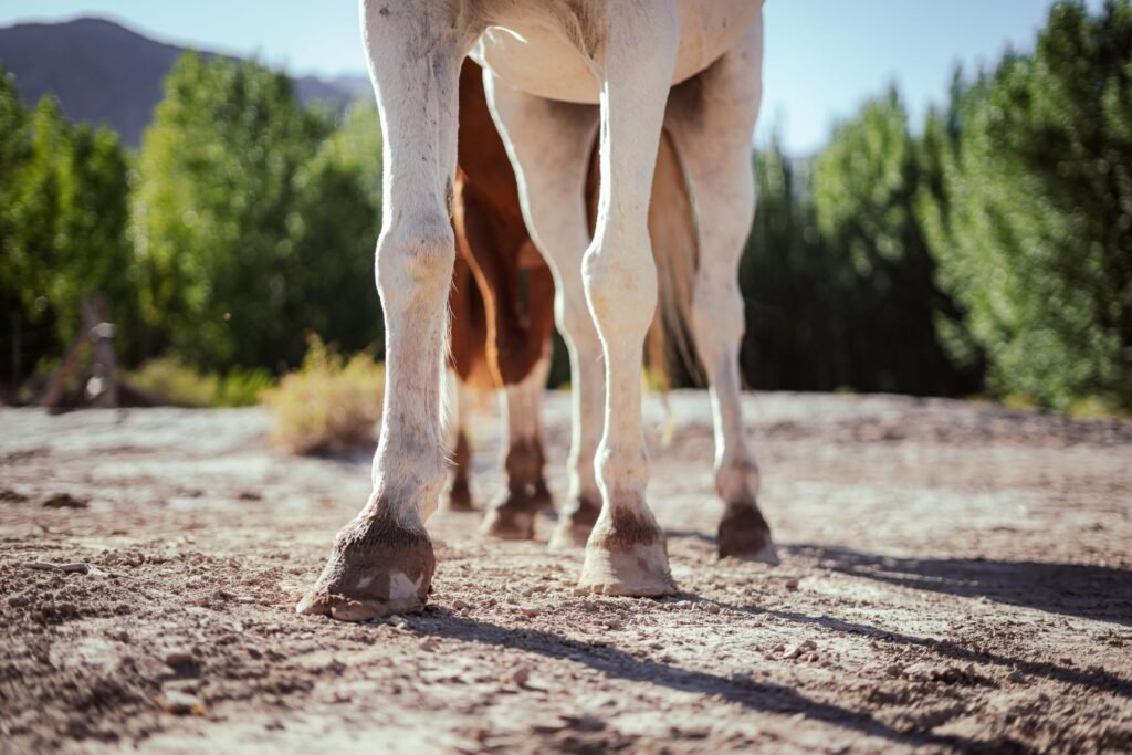 Two horses standing together in an open landscape