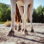 Two horses standing together in an open landscape