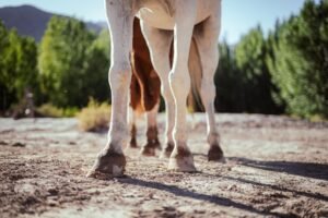 Thrush, Cracks and Abscesses: A Hoof Troubleshooting Guide