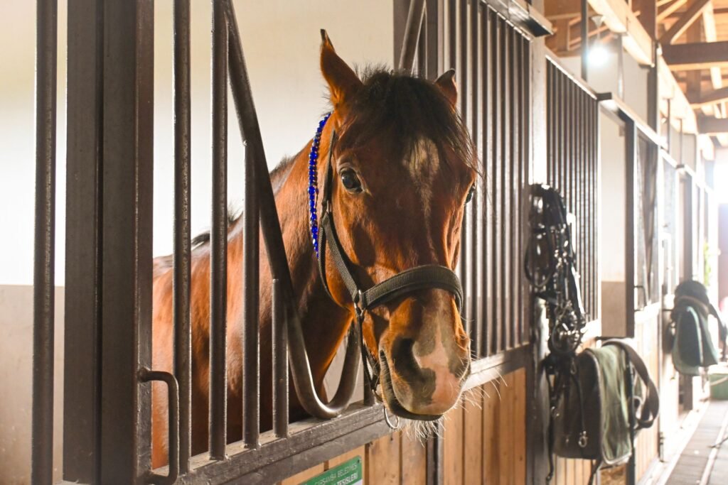 A chestnut horse in a halter looking out from inside a stable