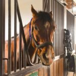 A chestnut horse in a halter looking out from inside a stable
