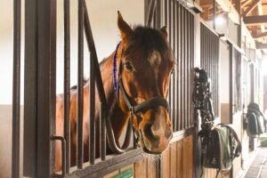 Touring a Boarding Barn: 15 Questions to Ask