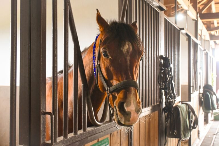 A chestnut horse in a halter looking out from inside a stable