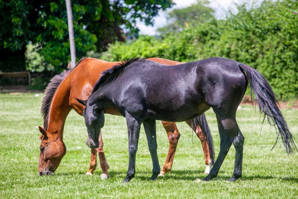 Two horses grazing in a green pasture surrounded by trees