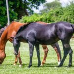 Two horses grazing in a green pasture surrounded by trees