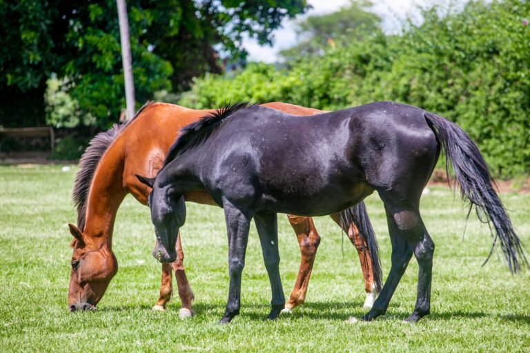Two horses grazing in a green pasture surrounded by trees