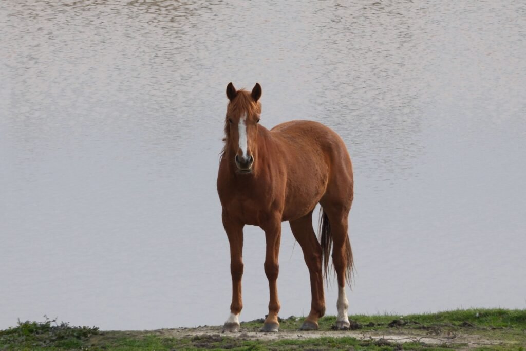 A brown horse standing beside a calm lake