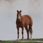 A brown horse standing beside a calm lake