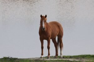 What Is Founder in Horses? Causes, Signs and Prevention