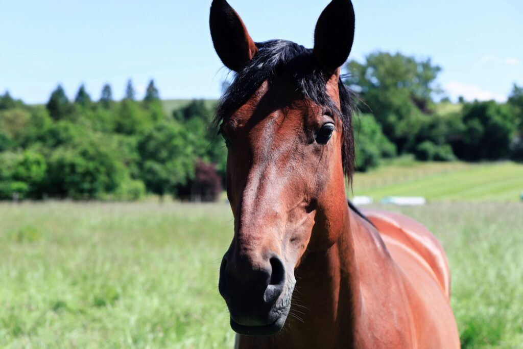 A horse standing in a green pasture under a blue sky