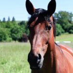A horse standing in a green pasture under a blue sky