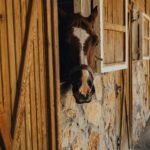 A horse looking out from a rustic stable barn