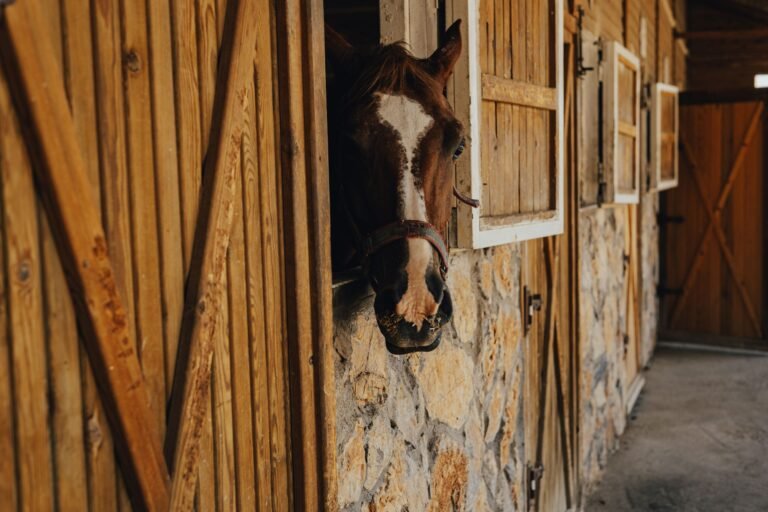 A horse looking out from a rustic stable barn