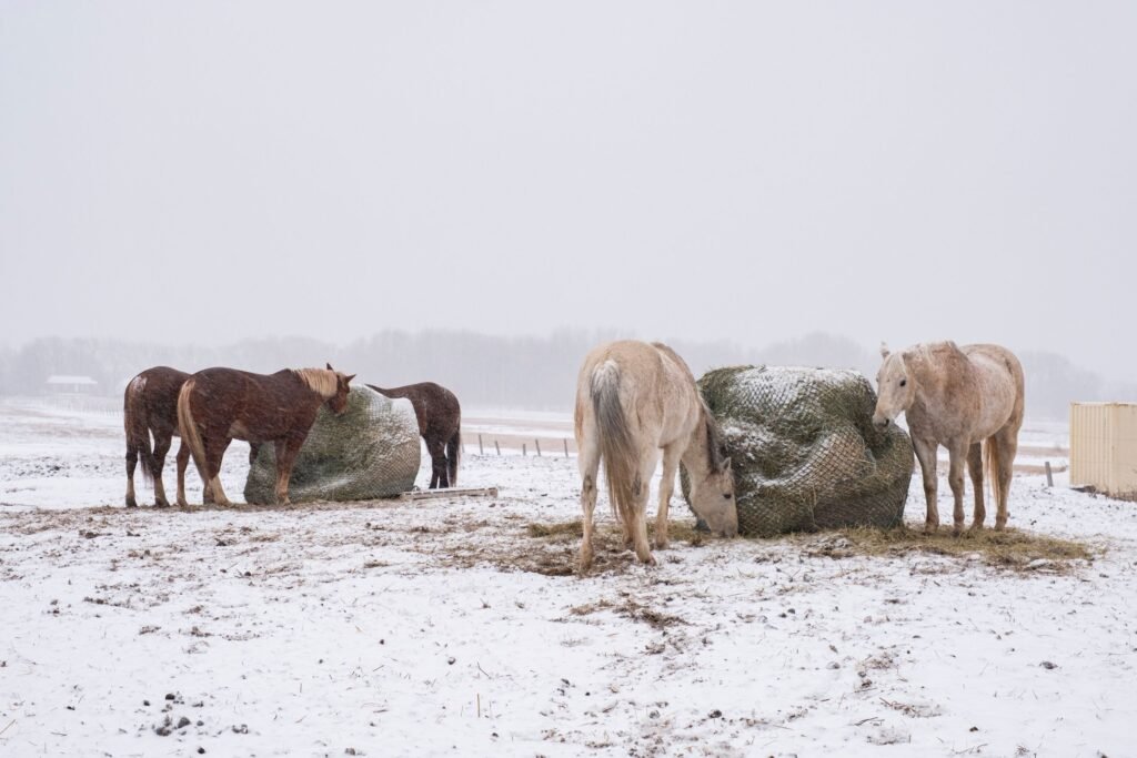 Horses feeding on hay in a snow-covered field