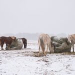 Horses feeding on hay in a snow-covered field